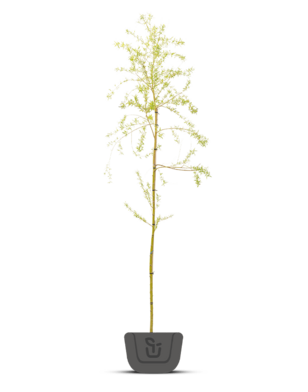 Treurwilg | Salix sepulcralis Chrysocoma