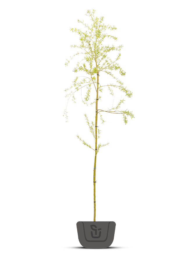 Treurwilg | Salix sepulcralis Chrysocoma