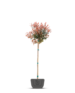 Photinia fr. Little red Robin