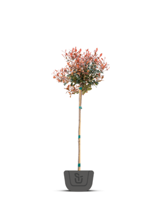 Photinia fraseri Little red Robin