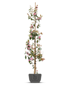 Camelia roze - Camellia Japonica 'William Bartlett'