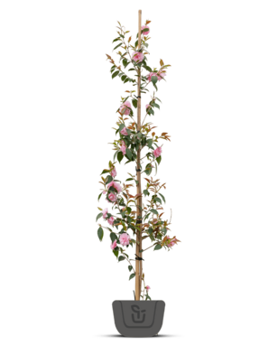 Japanse roos | Camelia roze - Camellia Japonica 'William Bartlett'