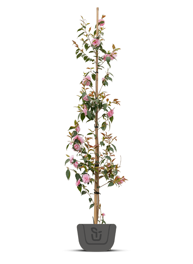 Japanse roos | Camelia roze - Camellia Japonica 'William Bartlett'