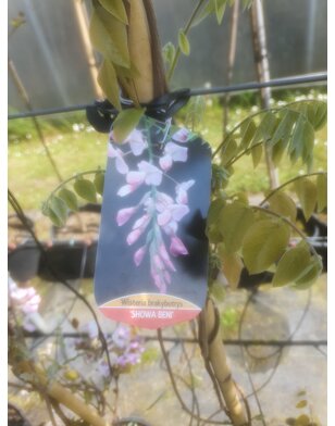 Roze  regen | Wisteria kllimplant in soorten