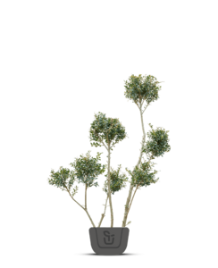 Ponpon hulst | Ilex crenata Kimmei