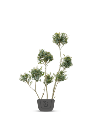 Ponpon hulst | Ilex crenata Kimmei