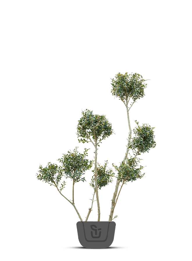 Ponpon hulst | Ilex crenata Kimmei