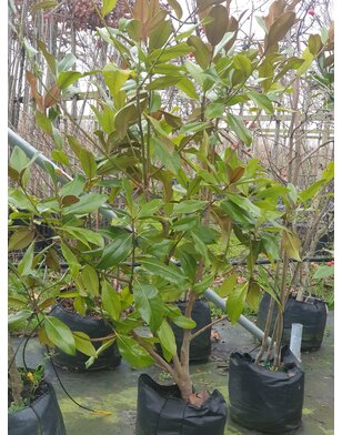 Magnolia struik | Magnolia grandiflora Exmouth