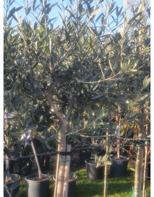 Olijfboom  | Olea europaea