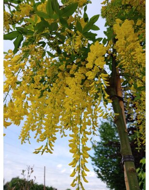 Gouden regen | Laburnum watereri Vossi