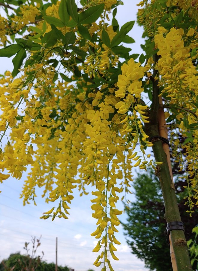 Gouden regen | Laburnum watereri Vossi