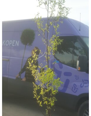 Tibetaanse sierkers | Prunus serrula