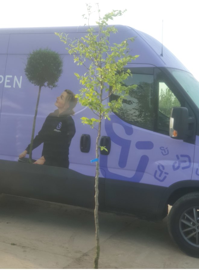 Schijncamelia | Stewartia pseudocamellia