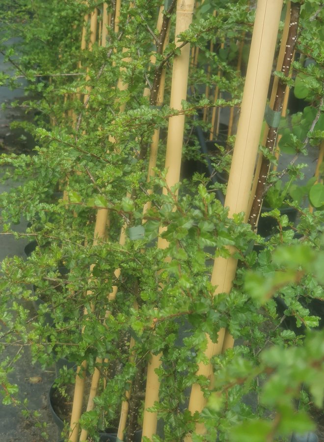 Schijnbeuk | Nothofagus antarctica