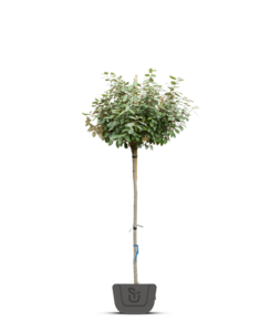 Olijfwilg op stam | Elaeagnus ebbingei