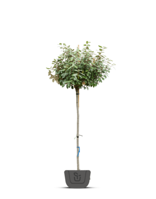 Olijfwilg op stam | Elaeagnus ebbingei