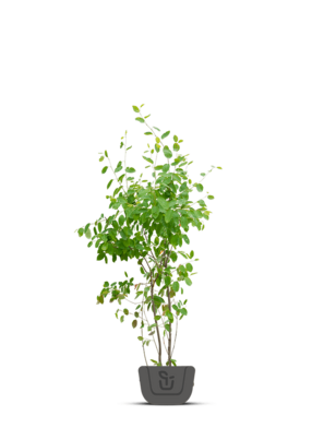 Krentenboom meerstammig | Amelanchier Lamarckii