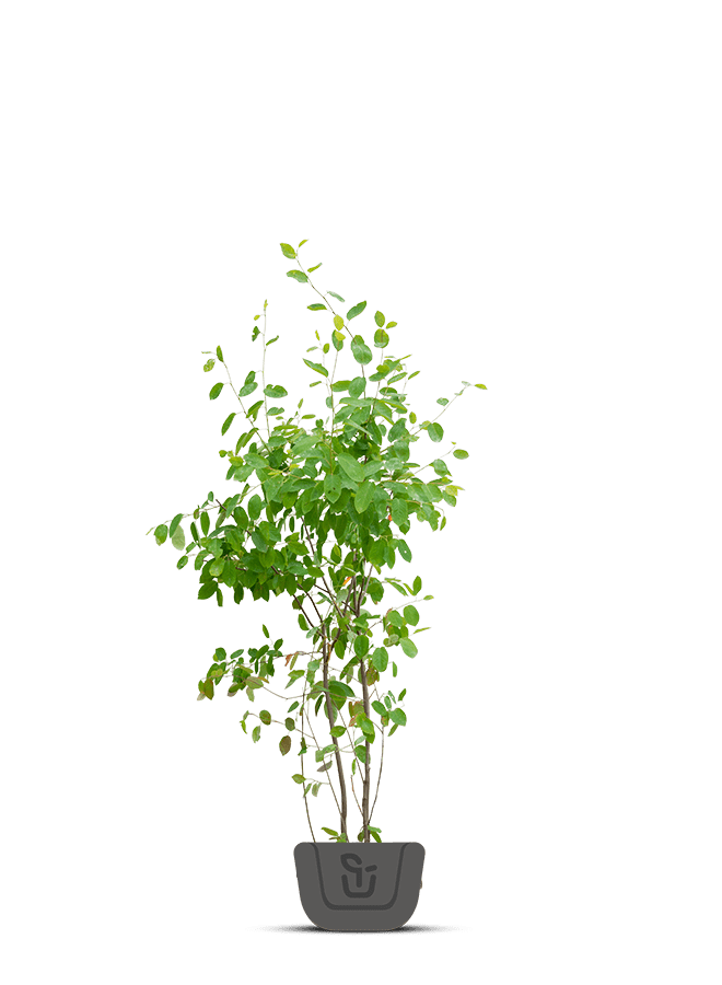 Krentenboom meerstammig | Amelanchier Lamarckii