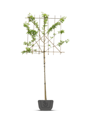 Leisierappel | Malus Red Sentinel