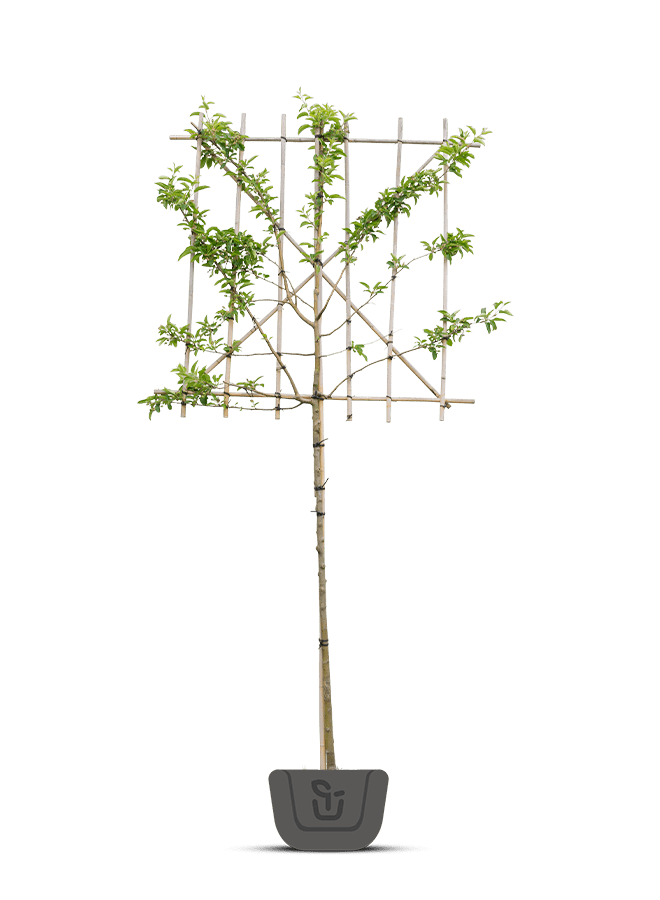 Leisierappel | Malus Red Sentinel