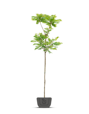 Fluweelboom | Rhus typhina