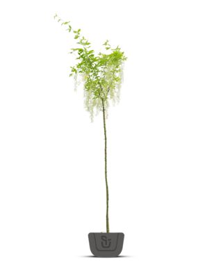 Gouden regen | Laburnum watereri Vossi