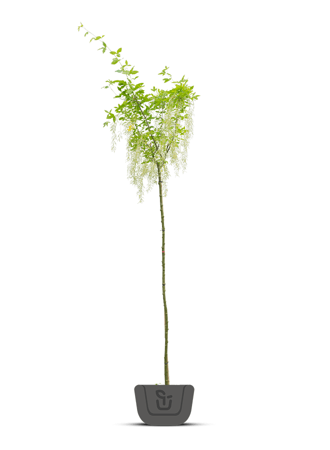 Gouden regen | Laburnum watereri Vossi