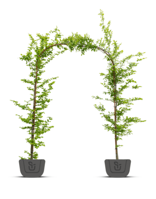 Groene beuk in boogvorm  | Fagus sylvatica