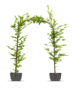 Haagbeuk in boogvorm | Carpinus betulus Fastigiata