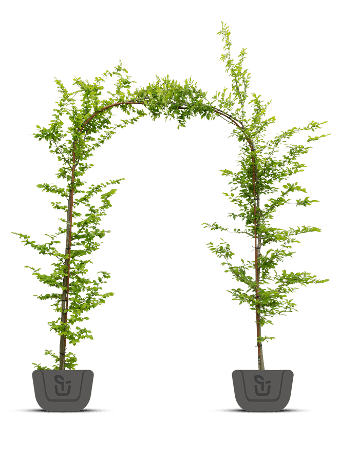 Haagbeuk in boogvorm | Carpinus betulus Fastigiata