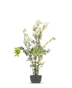 Steeneik | Quercus Ilex | meerstammig