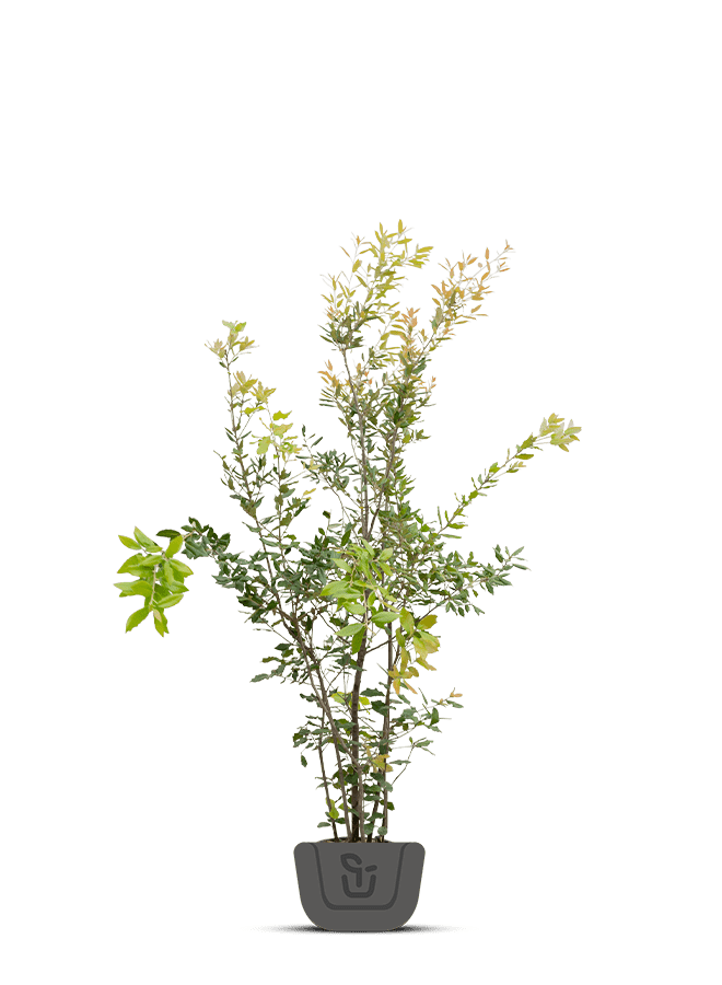 Steeneik | Quercus Ilex | meerstammig
