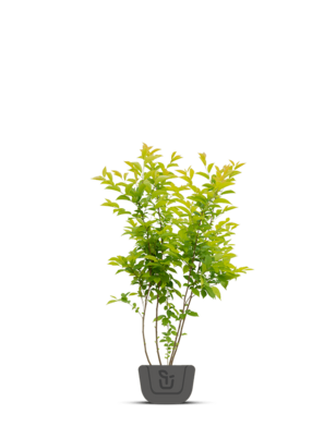 Sneeuwklokjesboom | Halesia carolina | meerstammig