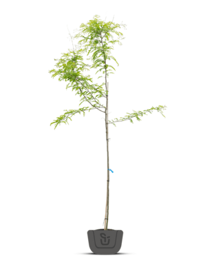 Valse christusdoorn | Gleditsia triacanthos