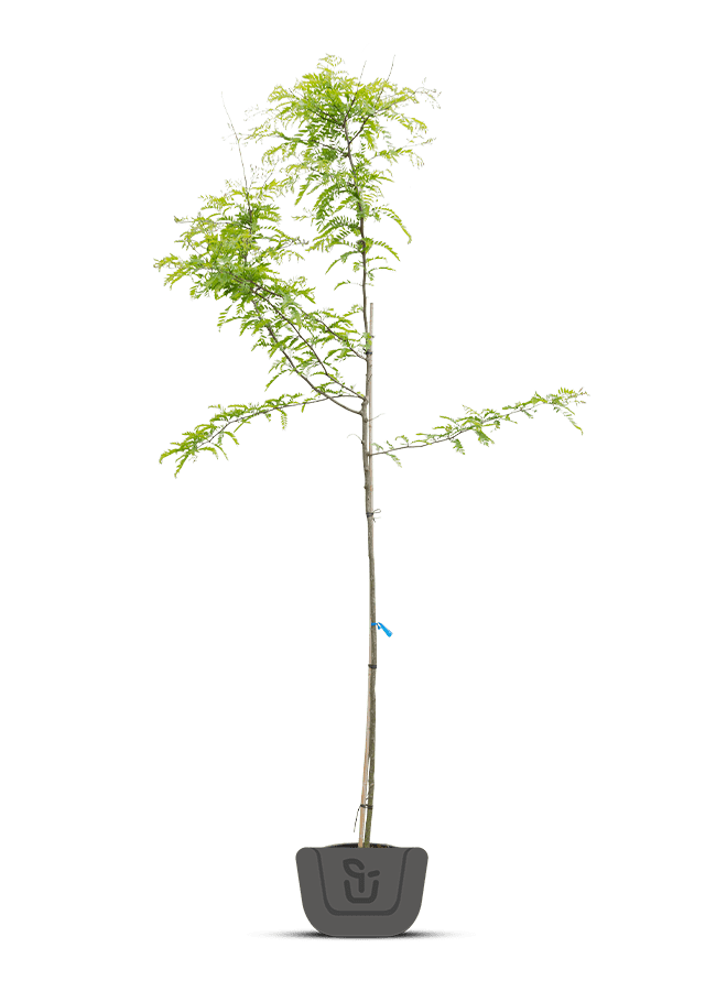 Valse christusdoorn | Gleditsia triacanthos