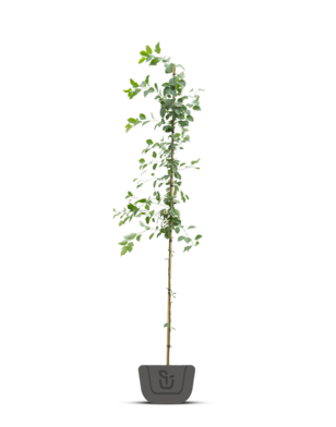 Sierappel | Malus Evereste