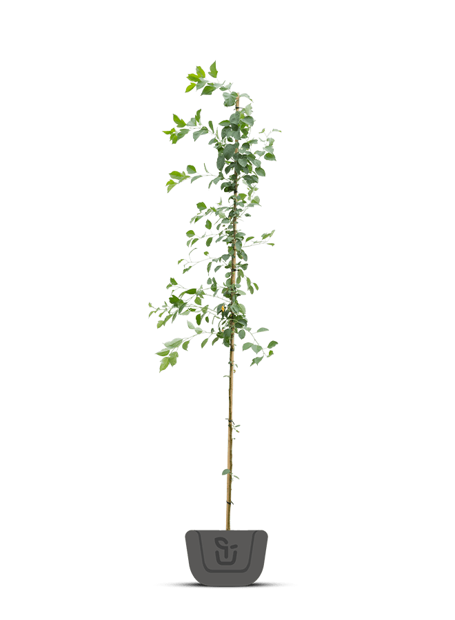 Sierappel | Malus Evereste