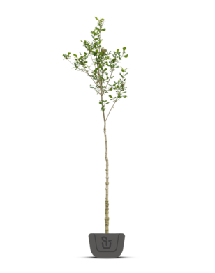 Sering op stam | Syringa in soorten