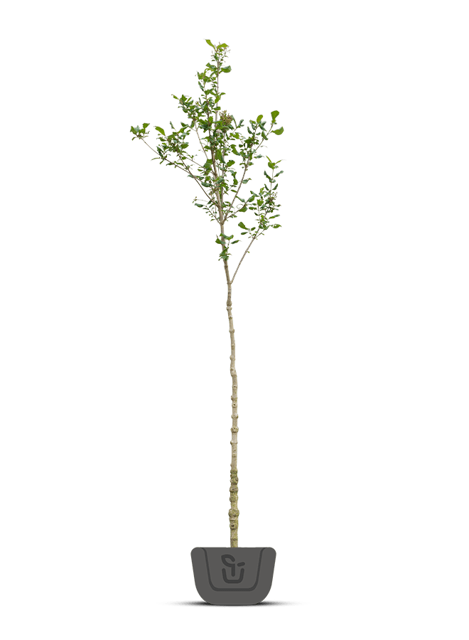 Sering op stam | Syringa in soorten