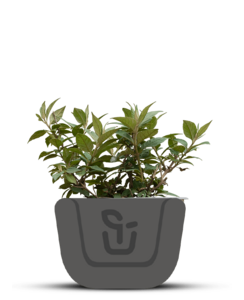 Vlinderstruik |  Buddleja davidii 'Blue Chip'