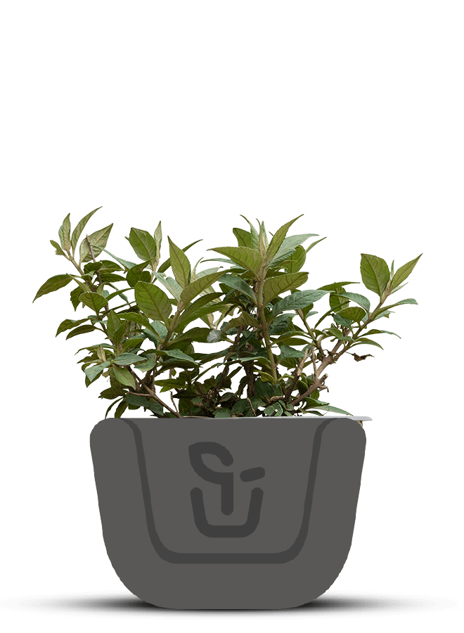 Vlinderstruik |  Buddleja davidii 'Blue Chip'