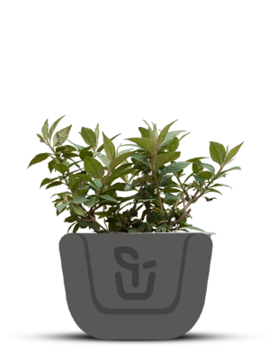 Vlinderstruik |  Buddleja davidii 'Lilac Chip'