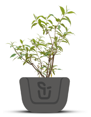 Vlinderstruik |  Buddleja davidii 'Ile de France'