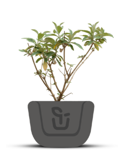 Vlinderstruik |  Buddleja weyeriana 'Flower Power'