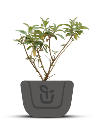 Vlinderstruik |  Buddleja weyeriana 'Flower Power'