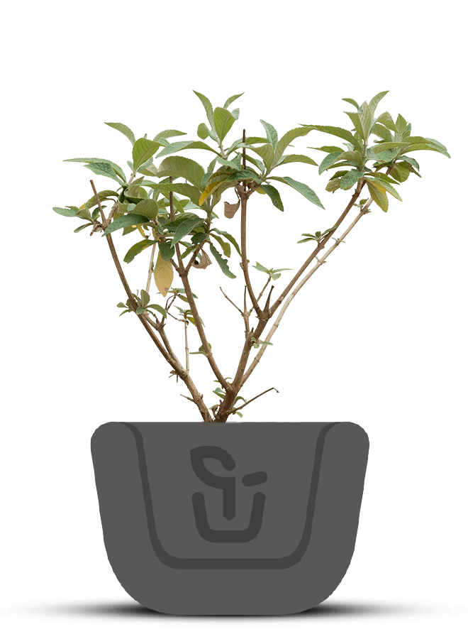 Vlinderstruik |  Buddleja weyeriana 'Flower Power'