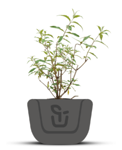 Vlinderstruik |  Buddleja davidii 'Royal Red'