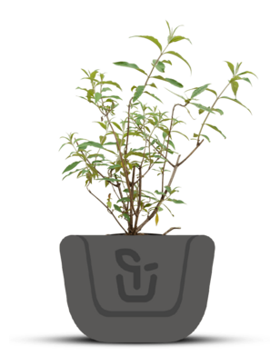 Vlinderstruik |  Buddleja davidii 'Royal Red'