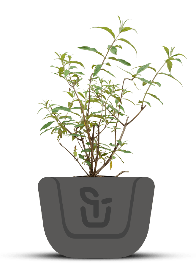 Vlinderstruik |  Buddleja davidii 'Royal Red'