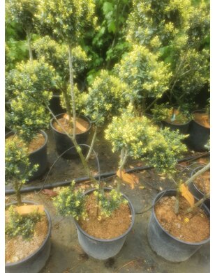 Ponpon hulst | Ilex crenata Kimmei